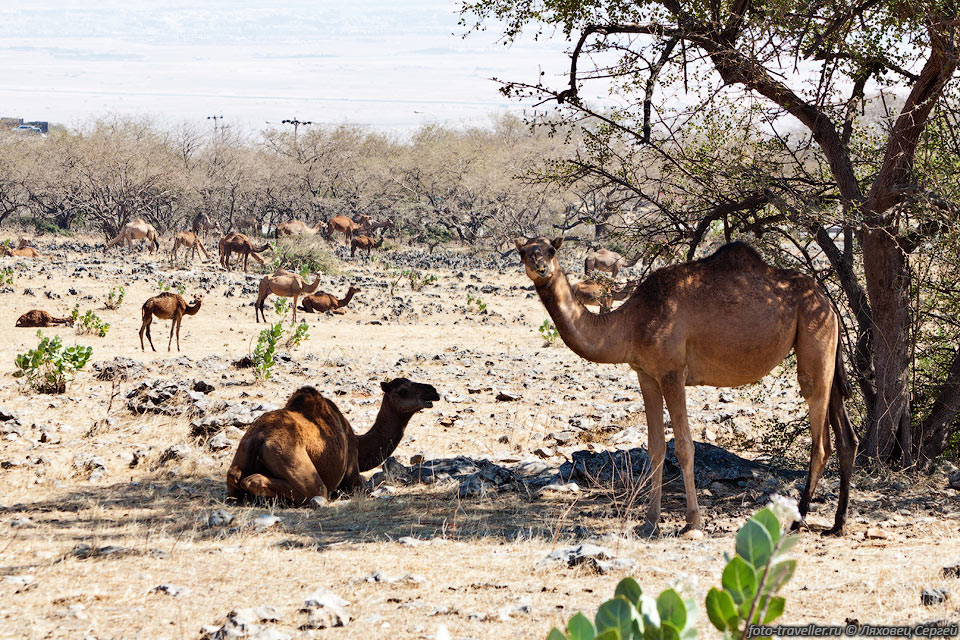 В Дафаре пасутся многочисленные стада коз, коров, верблюдов.
В отличие от остальной части Омана тут хоть трава есть.