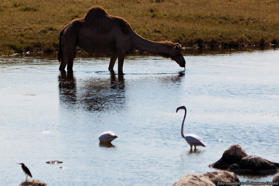 Верблюды и фламинго в болотистом озере возле поселка Аль-Мугсиле