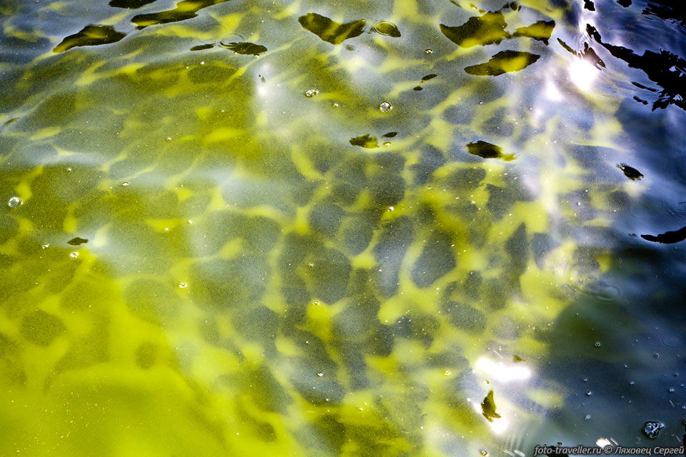 Цветение воды - развитие фитопланктона, вызывающее изменение цвета 
воды.