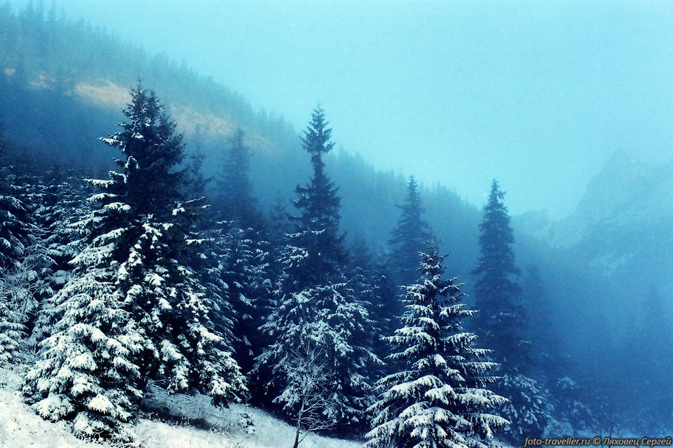 Горный лес в тумане