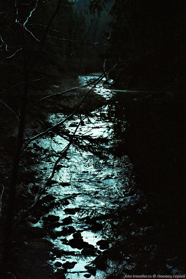 Река в темноте леса