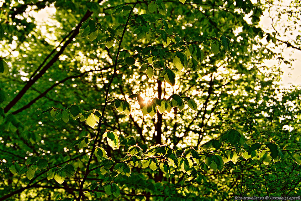 Солнце за деревьями