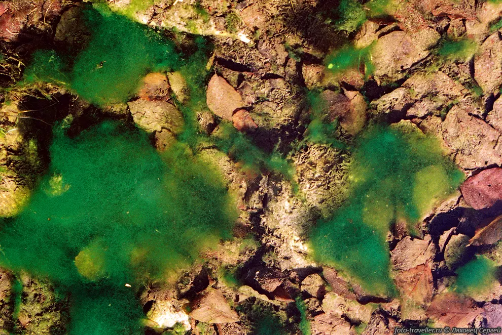 Водоросли в воде