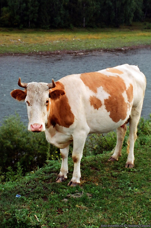 Алтайская корова