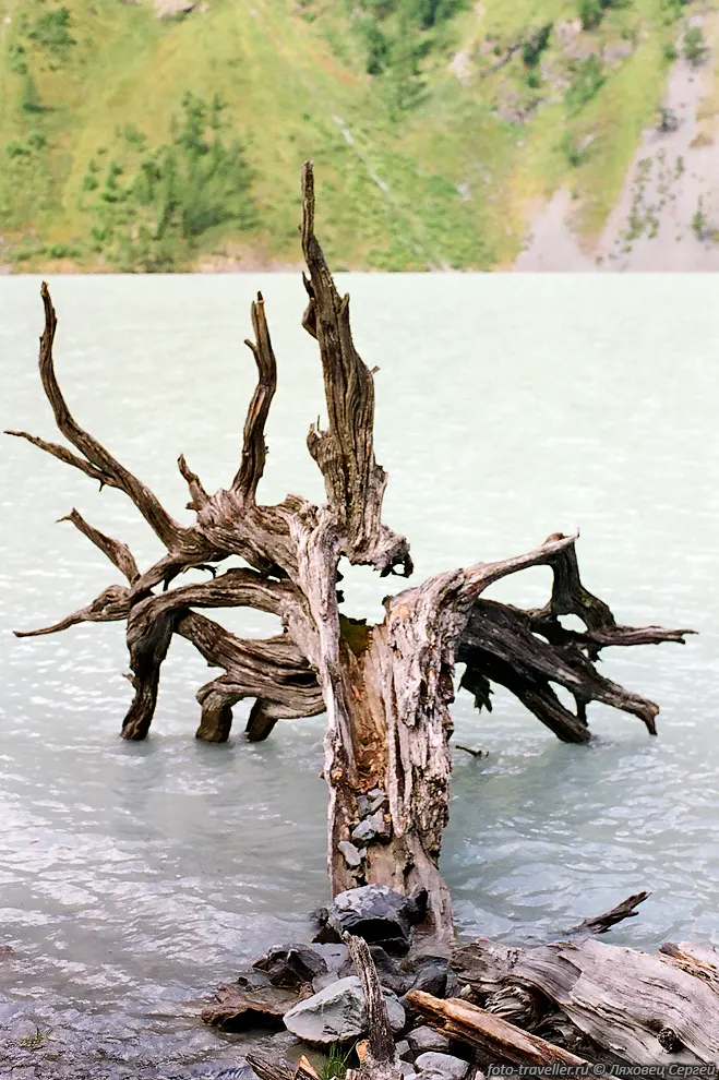 Корень дерева