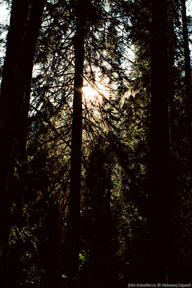 Темнота густого леса