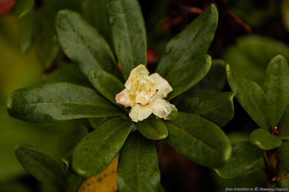 Цветок рододендрона