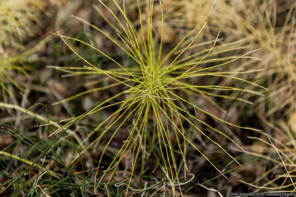Хвощ луговой (Equisetum pratense)- многолетнее травянистое растение.