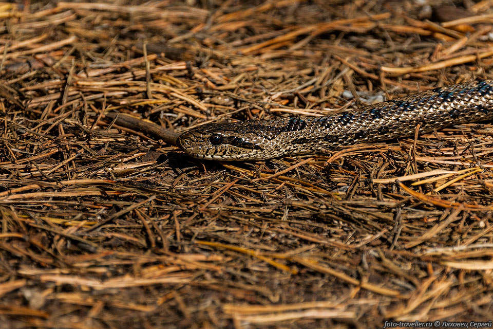 Узорчатый полоз (Elaphe dione) - вид неядовитых змей из семейства 
ужеобразных