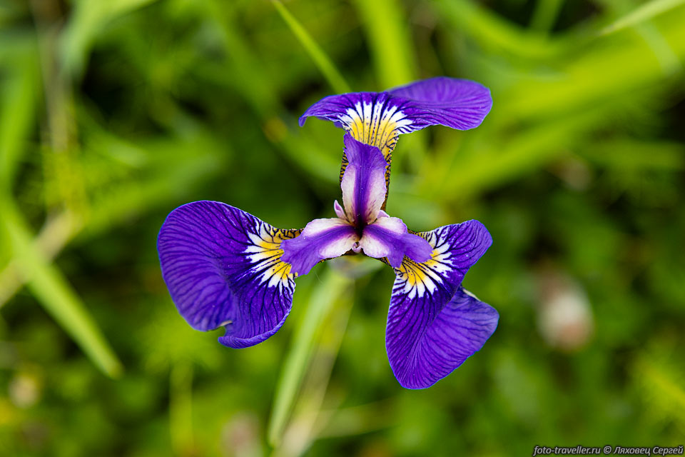 Ирис щетинистый (Iris setosa).
Это единственный вид ирисов растущий на Чукотке.