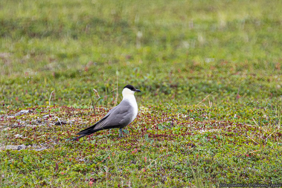Длиннохвостый поморник (Stercorarius longicaudus) на Чукотке.
Питается грызунами, насекомыми, птичьими яйцами и мелкими птицами.