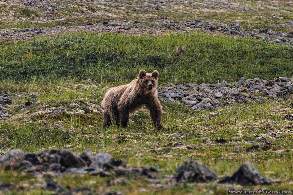 Очередной медведь