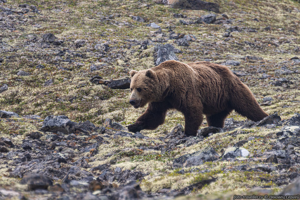 Медведь на подъеме на перевал Двух