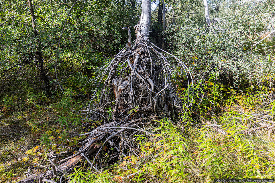 Подмытые корни деревьев в долине реки Ныгчеквеем
