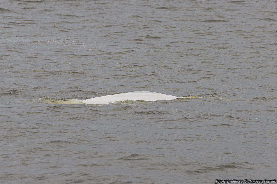 Белу́ха (Белуга, Delphinapterus leucas) - вид зубатых китов.