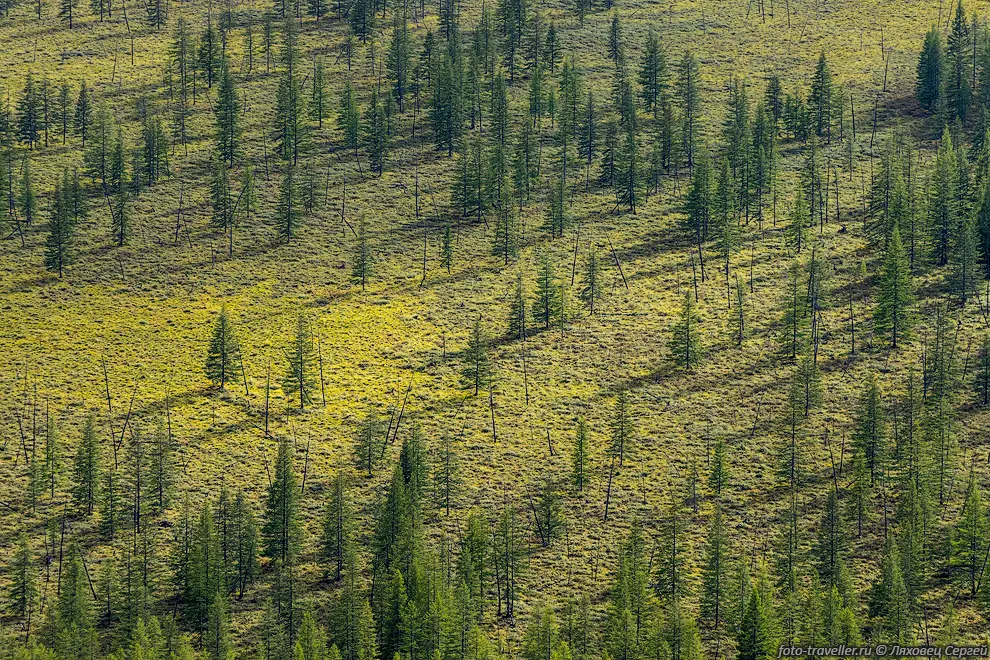 Редколесье