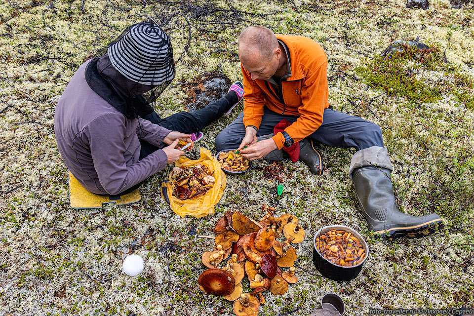Собираем и чистим грибы