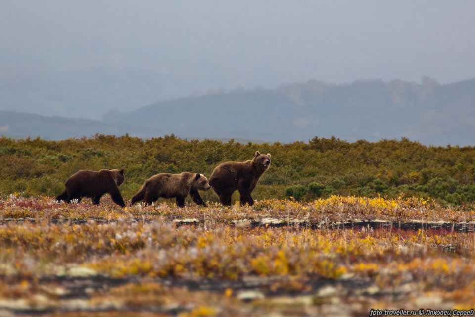 Стадо бегущих медведей в урочище Тундра Ровная