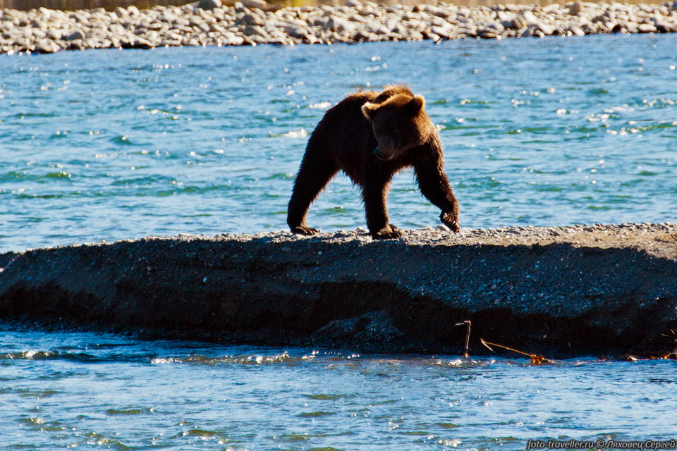 Медведь на речке Жупанова