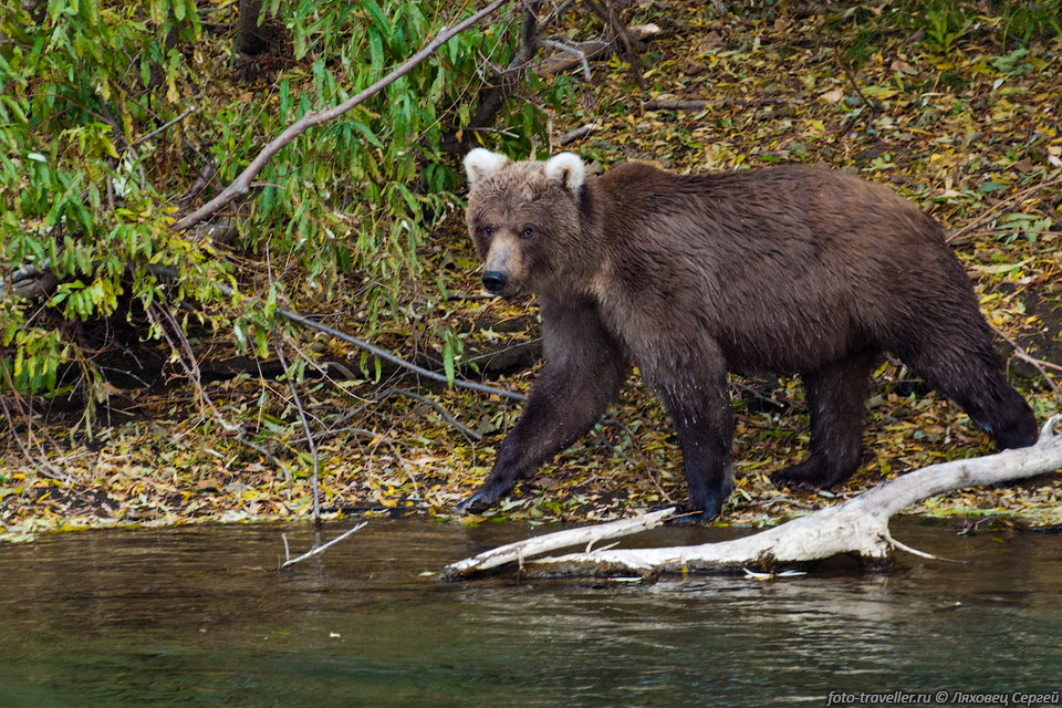 На Камчатке проживает одна из самых крупных естественных популяций 
бурого медведя