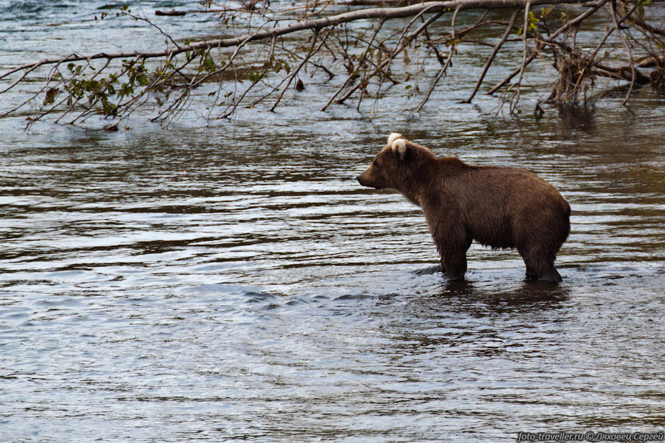Число медведей на Камчатке около 16 тысяч