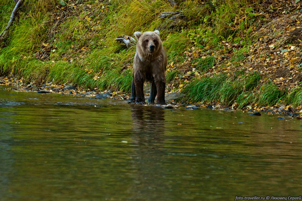Камчатский подвид бурого медведя - один из самых крупных наземных 
хищников и медведей в мире.
Максимальный зафиксированный вес самца составлял 600 кг, средний значительно ниже 
(150-300 кг).