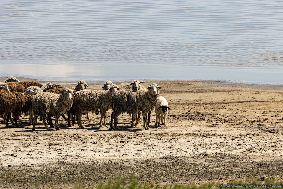 Овцы на берегу Большого Яшалтинского соленого озера.
Озеро находится в Калмыкии, относится к Манычской озерной группе.
Площадь озера порядка 40 км2. Минерализация до 400 г/л в зависимости 
от сезона. 
Глубина весной до 1,5 м, а осенью часть озера пересыхает. Рапа и грязь имеют целебное 
значение.