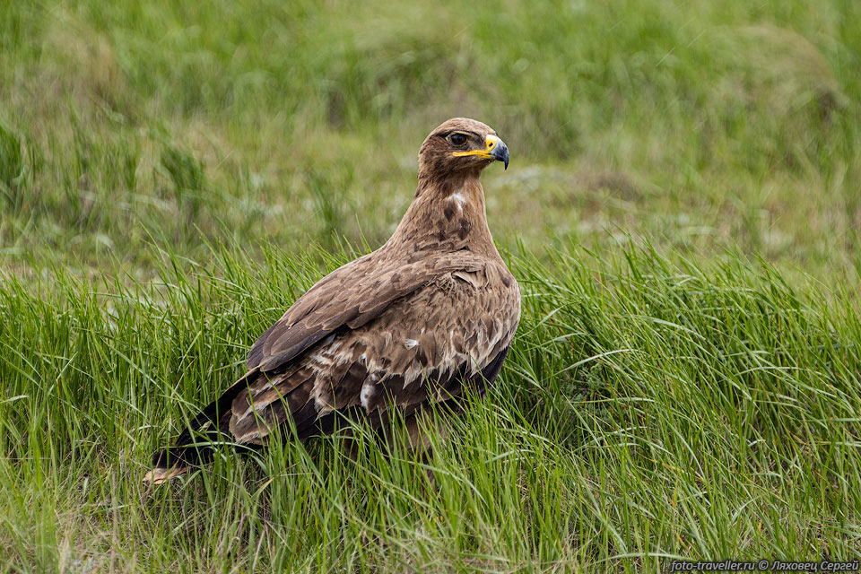 Степной орёл (Aquila nipalensis) возле дороги Ленинск-Эльтон