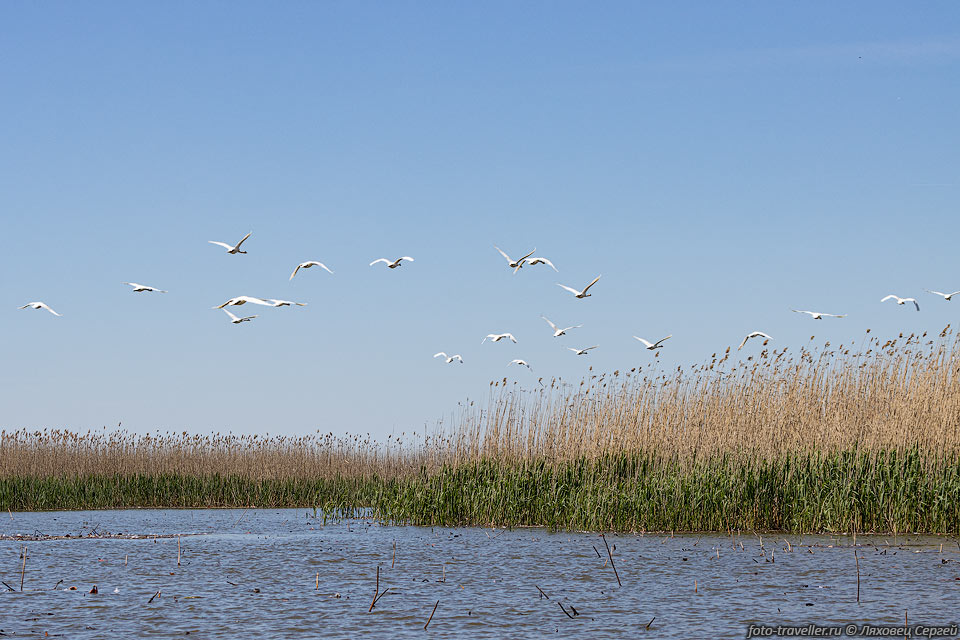 С 1919 года дельта находятся под охраной государства как Астраханский 
заповедник.
Тут уникальна флора и фауна - осетровые, лотос, фламинго, стерхи, пеликаны.
