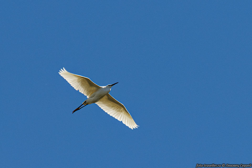 Летящая малая белая цапля (Egretta garzetta) 
В Европе перелётная птица, зимует на берегах Средиземного моря, в Африке и в тропической 
Азии.