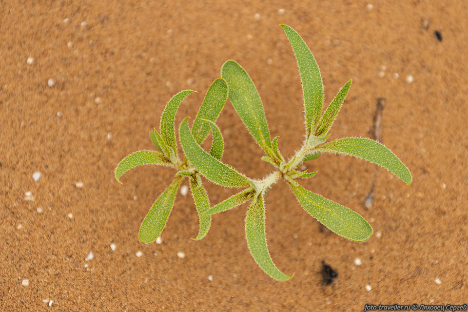 Растение в Черных песках
