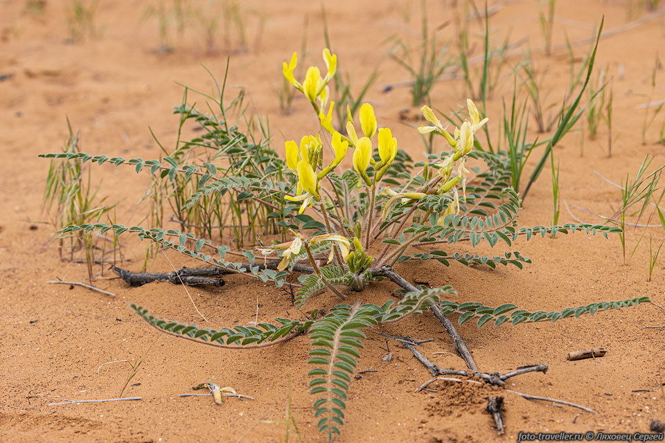 Астрагал длиннолепестковый (Astragalus longipetalus) отностися 
к бобовым.
Встречается только в Казахстане и России. Растет на открытых сухих песках.