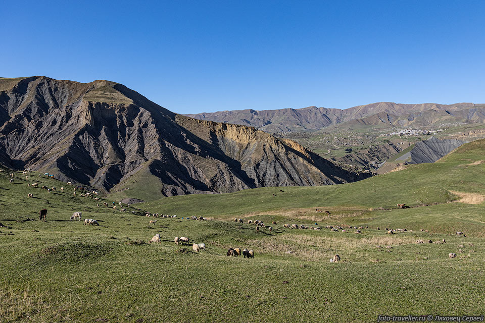 Овцы в Дагестане