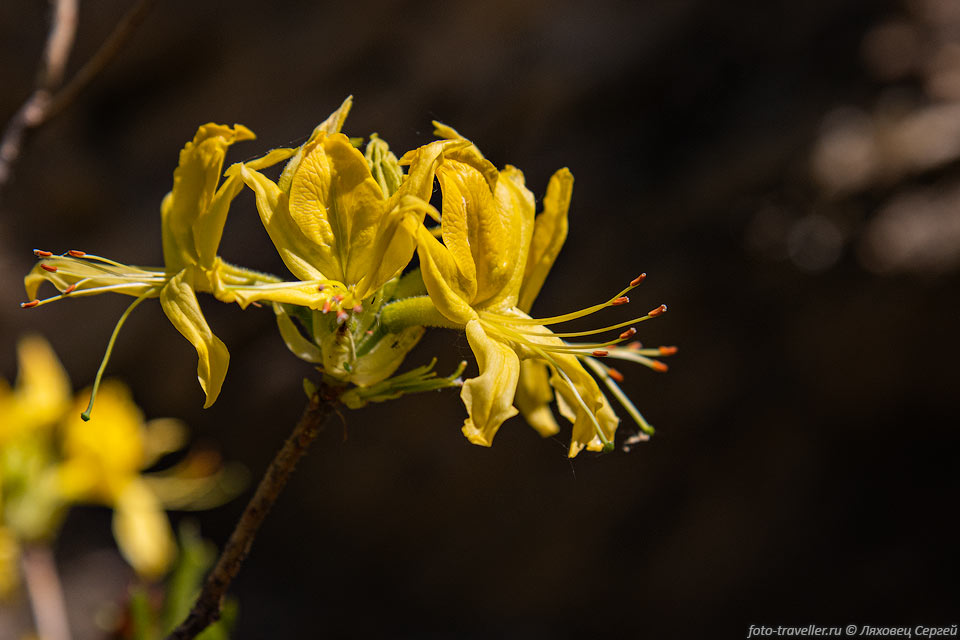 Рододендрон жёлтый (Rhododendron luteum) - ветвистый кустарник 
высотой 2-4 м.
Растение ядовито, все его части содержат андромедотоксин. Мёд также ядовит, даже 
для пчёл.
