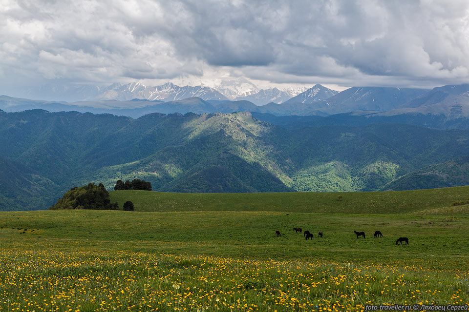 Лошади пасутся на бескрайних просторах альпийских лугов