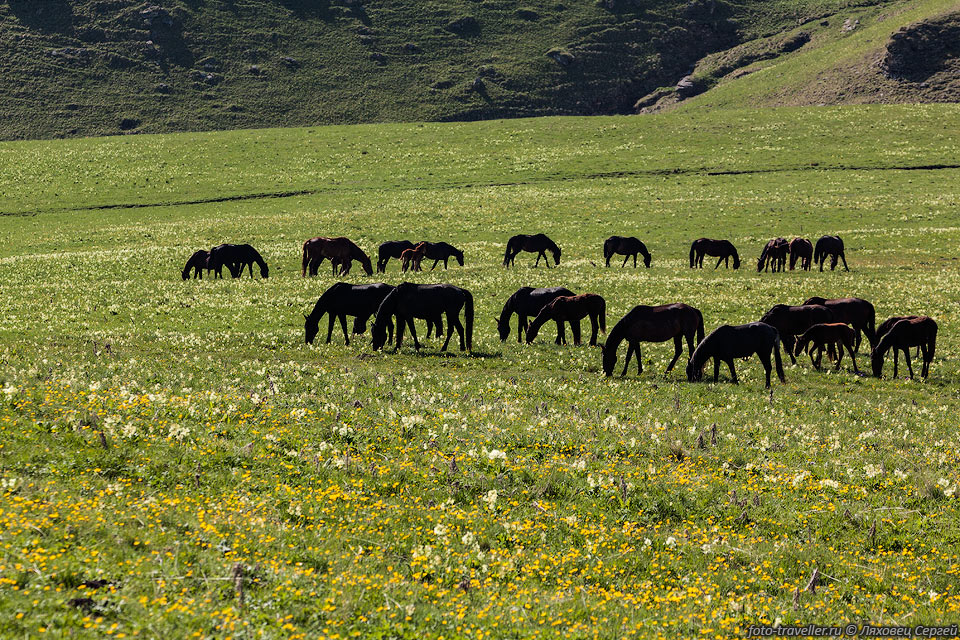 Стадо лошадей на плато Бермамыт