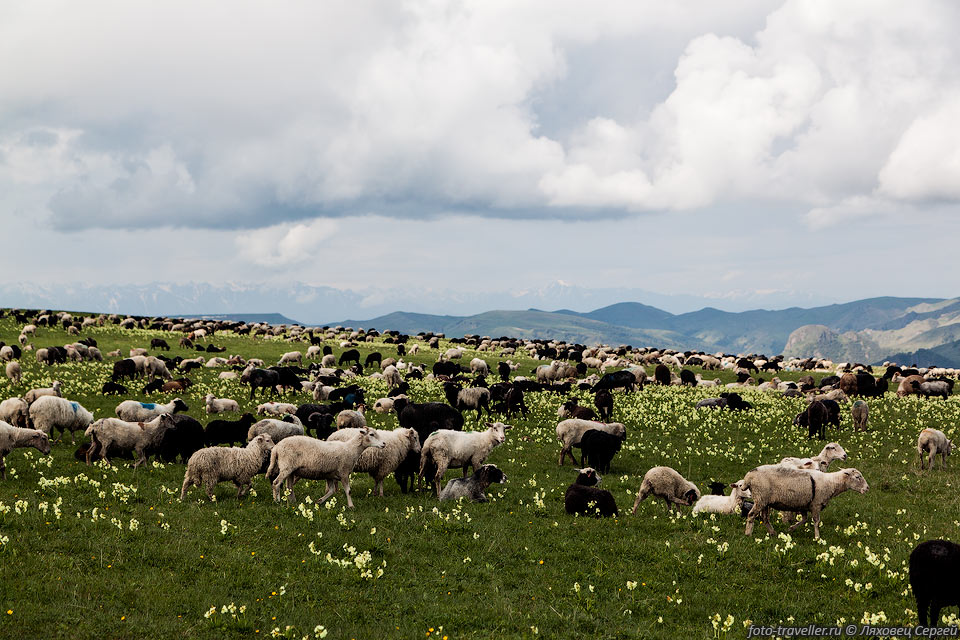 Черно-белое стадо овец