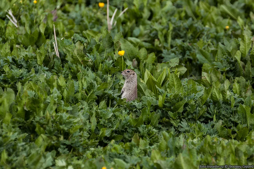 Кавказский суслик (Spermophilus musicus) распространен в Приэльбрусьи
в верховьях рек бассейнов Кубани и Терека.