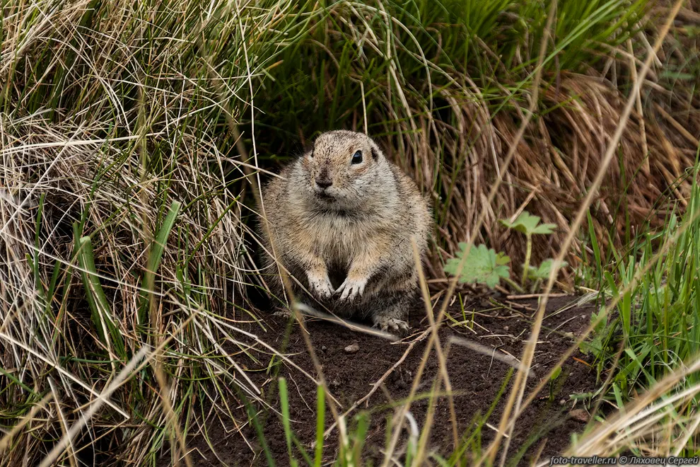 Кавказский суслик (Spermophilus musicus) возле норы.
Для большинства поселений субальпийской зоны и зоны горных степей характерно отсутствие 
индивидуальных кормовых участков
и охрана зверьками только жилых нор. Звуковыесигналы горного суслика весьма разнообразны. 
Зимнее время суслики проводят в спячке.
Обязательное условие обитания горных сусликов - наличие близких соседей, с которыми 
возможна звуковая и визуальная коммуникация.