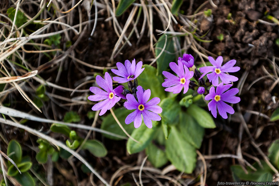 Первоцвет холодный (Primula algida) цветет фиолетовыми цветками.
Распространён на Алтае, Памире, Кавказе. Растёт на субальпийских и альпийских лугах.