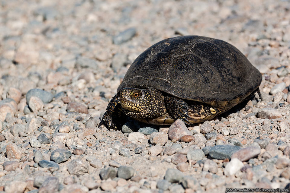 Болотная черепаха переползает дорогу в Приазовском заказнике