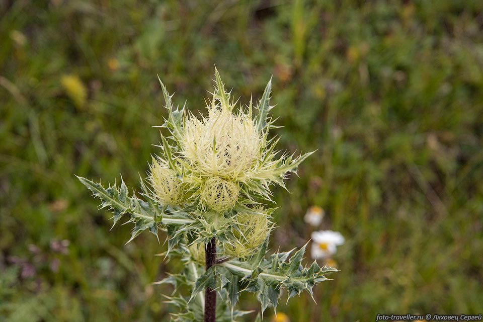 Бодяк окутанный (Cirsium obvallatum) - многолетняя трава
