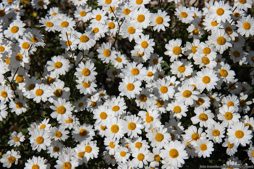 Поповник девичьелистный, пиретрум девичелистный (Pyrethrum parthenifolium)
 - травянистое растение из семейства Сложноцветные