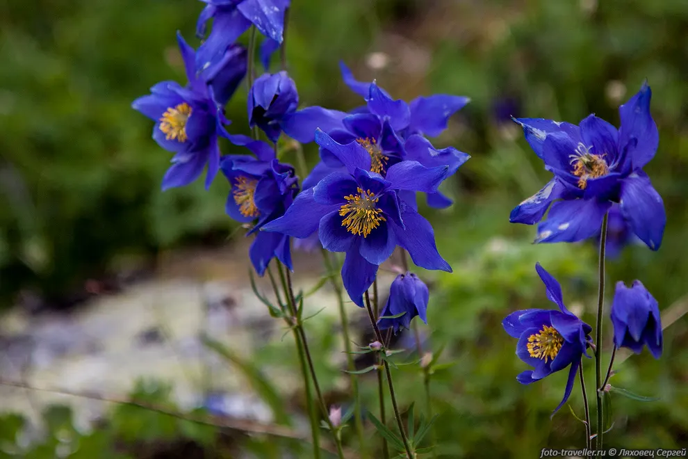 Водосбор железистый (Aquilegia glandulosa)
Это многолетнее растение распространено в Сибири, Казахстане, Монголии.
Произрастает на горных лугах, также на скалах, по берегам горных ручьёв, в горных 
лесах.
Цветки ярко-синие, иногда бывает белые или желтоватые.