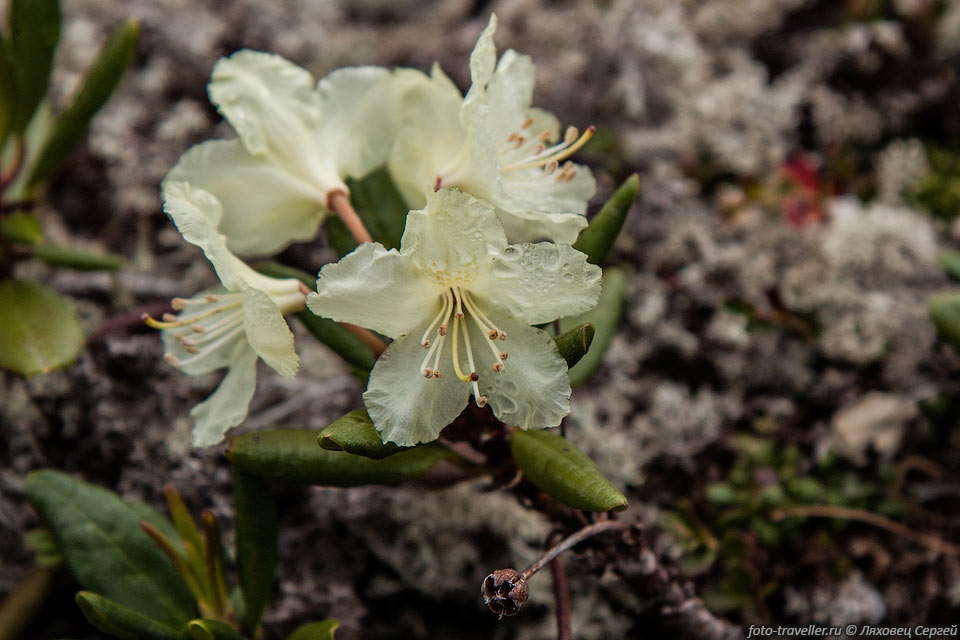 Рододендрон золотистый, кашкара (Rhododendron aureum).
Растет в горных районах Сибири и Дальнего Востока, был отмечен первыми экспедициями 
в восточные районы России в 18 веке.