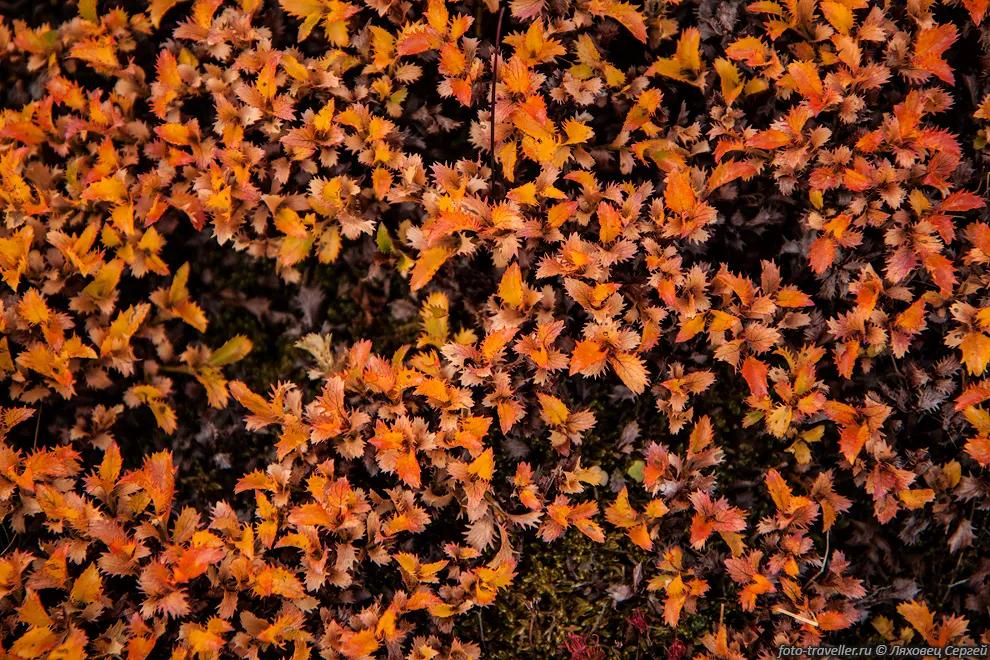 Ива бахромчатая (Salix fimbriata) обитает в высокогорьях
и тундрах, на каменистых и щебнистых склонах, осыпях, лужайках.
Распространена в Сибири, Монголии и Дальнем Востоке.