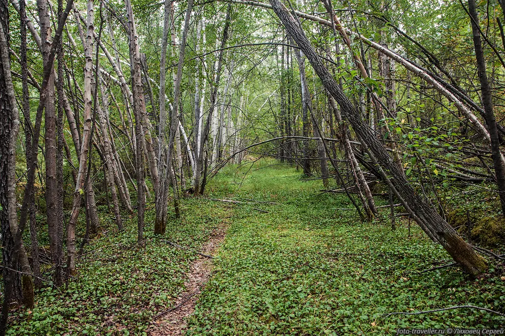 Старая дорога