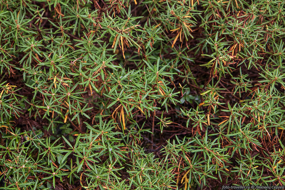 Багульник стелющийся, клоповник (Ledum decumbens) произрастает 
в субарктическом и умеренном поясах Северного полушария.