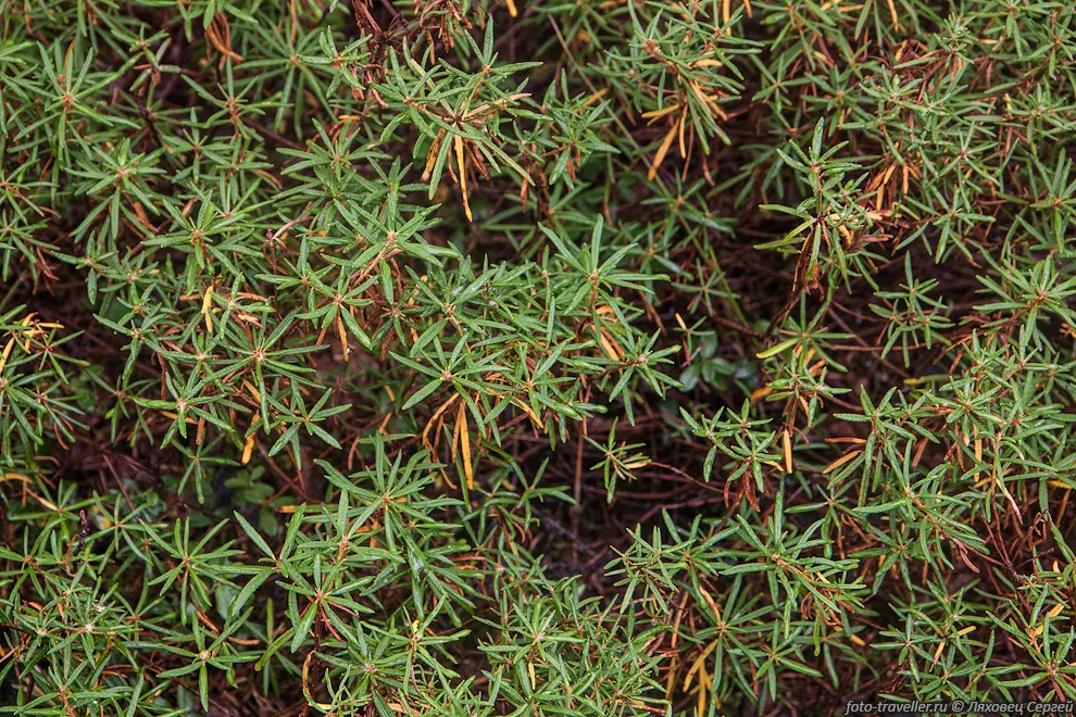 Багульник стелющийся, клоповник (Ledum decumbens) произрастает
в субарктическом и умеренном поясах Северного полушария.