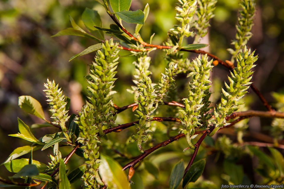 Соцветия ивы филиколистной (Salix phylicifolia)